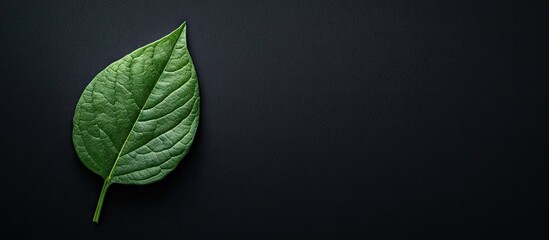 Poster - Green leaf against a black background. with copy space image. Place for adding text or design