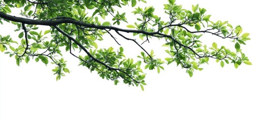 Wall Mural - Tree branch with leaves set against a white background. with copy space image. Place for adding text or design