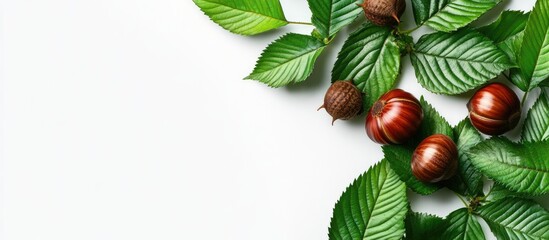 Aufkleber - Chestnuts and curly leaves in green isolated on a white background. with copy space image. Place for adding text or design