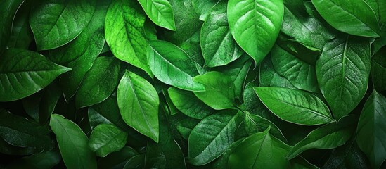 Aufkleber - Green nature backdrop Fresh leaf Green leaves backdrop. with copy space image. Place for adding text or design