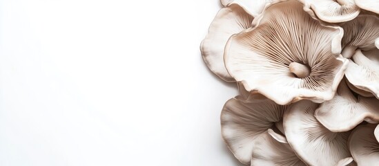 Leinwandbilder - Raw Pleurotus or oyster mushrooms set against a white background A healthy ingredient high in protein and minerals A superfood for vegan or vegetarian diets Copy space