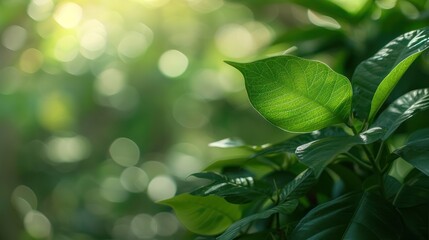 Canvas Print - Green Leaves in Sunlight