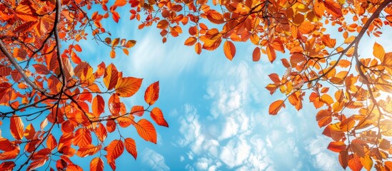 Poster - A natural frame composed of branches with autumn colored leaves Trees displaying autumn hues against a blue sky backdrop. with copy space image. Place for adding text or design