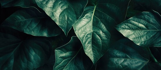 Poster - Close up view of a dark green leaf in sunlight with natural dark green plants used as a background concept. with copy space image. Place for adding text or design