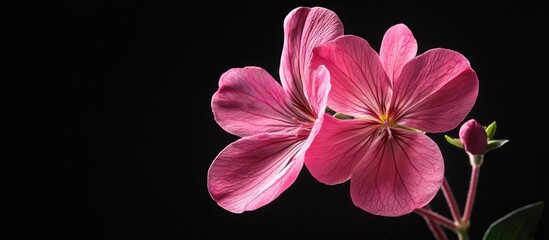 Poster - geranium blossom. with copy space image. Place for adding text or design
