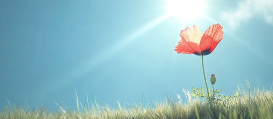 Poster - Red poppy a solitary flower basking in the sunlight against a blue sky and grass featuring a version with clear sky sunbeams and space for text copy space