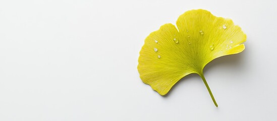 Sticker - Ginkgo leaf against a white background. with copy space image. Place for adding text or design