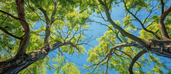 Fototapete - directly beneath the trees with lush foliage set against a blue sky backdrop. with copy space image. Place for adding text or design