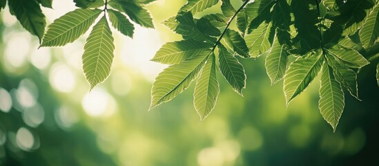 Leinwandbilder - Close up of chestnut leaves Green summer backdrop Attractive bokeh blurred copy space Young light green juicy leaves illuminated by bright sunlight Fresh green leaves in the park Beautiful chestnut tr