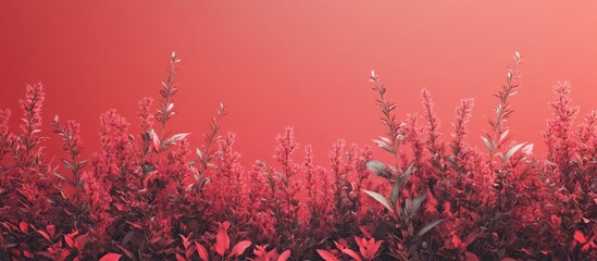Aufkleber - red sage. with copy space image. Place for adding text or design