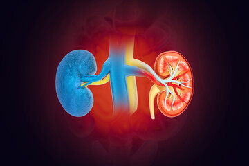 Wall Mural - Human kidney cross section.3d illustration