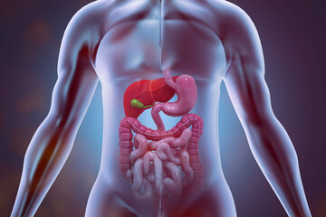 anatomy of human body with digestive system on medical background. 3d illustration