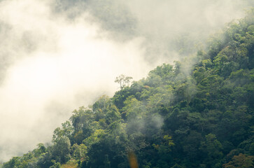 Wall Mural - A beautiful landscape of misty sunlight on high mountain peaks covering a beautiful forest. at Phu Chi Dao in rural Chiang Rai Province Northern Thailand