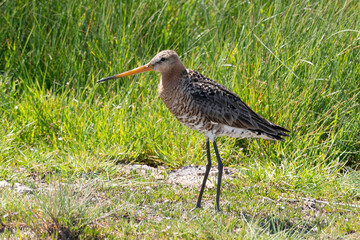 Wall Mural - Barge à queue noire,.Limosa limosa, Black tailed Godwit