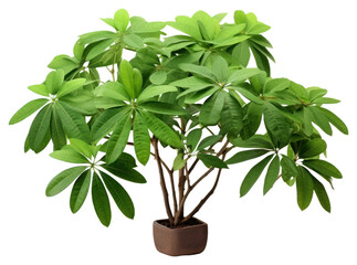 Poster - PNG Schefflera bonsai plant leaf.