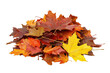 © Markus Herzog - Bunte Ahornblätter auf einem Laubhaufen, transparenter Hintergrund