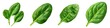 © Sara_P - A spinach leaf clipart vegetable element 3D illustration vibrant green isolated on white and transparent background