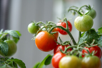 Closeup of ripe red cherry tomatoes first appear on branch of plant in pot at home. Home gardening, indoor cultivation, organic produce, sustainable urban horticulture. Domestic gardening, farming