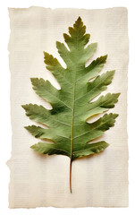 Sticker - PNG  Real Pressed a minimal aesthetic green oak leaf plant paper tree.