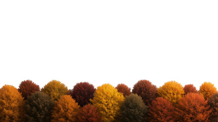 Wall Mural - autumn forest with colorful red brown orange yellow leaves isolated on transparent background