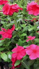 Wall Mural - footage of blooming hot pink cape periwinkle flowers in the gentle wind
