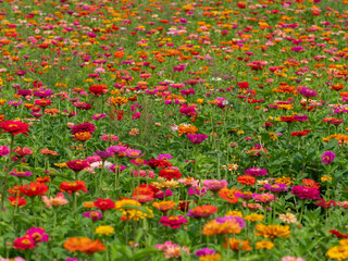 Wall Mural - Flowers Growing in a Garden