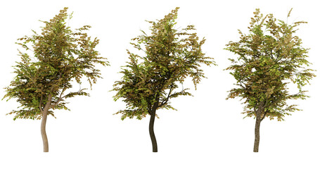 Wall Mural - Set of 3 isolated trees on transparent background