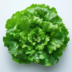 Sticker - Fresh Green Lettuce with Dew Drops