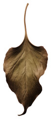 Poster - PNG Fall leave plant green leaf.