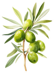 Poster - PNG Olive fruit plant food.