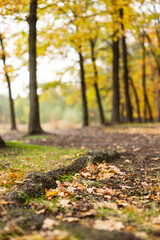 Golden autumn in the city park on a bright sunny day. background in the woods