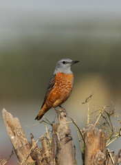 Wall Mural - Portrait of a Rufous-tailed rock thrush peched on a cut tree, Bahrain