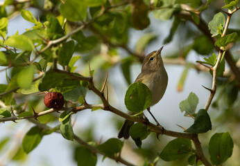 Wall Mural - Common Chiffchaff perched on Indian Jujube tree, Bahrain