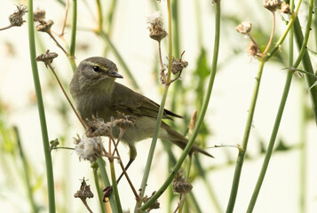 Wall Mural - Common Chiffchaff perched on bush