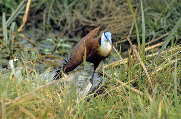 Wall Mural - Jacana à poitrine dorée,.Actophilornis africanus, African Jacana, Parc national Kruger, Afrique du Sud