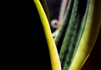 Wall Mural - close-up houseplant with green leaves
