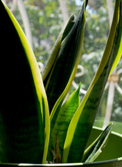 Wall Mural - close-up houseplant with green leaves
