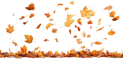 Poster - Autumn leaves falling from top to bottom on transparent background. Autumn background for you design