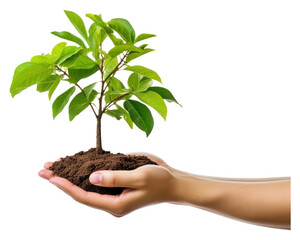 Poster - PNG Planting leaf soil agriculture.