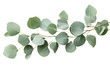 © Abidhasan - Green eucalyptus leaves  on transparent background, png