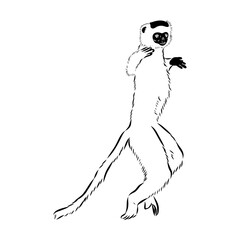 Wall Mural - Verreaux's sifaka - vector illustration sketch hand drawn with black lines