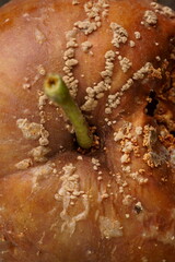 The texture of a rotten apple in a macro photo