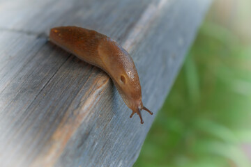 Greenhouse Slug (Ambigolimax valentianus). Family keelback slugs (Limacidae).