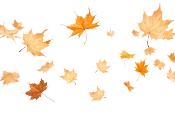 Wall Mural - png dried maples backgrounds plant leaf.