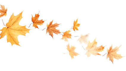 Wall Mural - png dried maples backgrounds plant leaf.