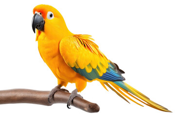 Wall Mural - PNG Yellow parrot animal bird white background.