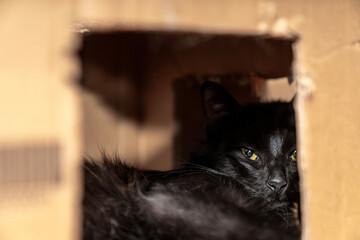 Cute black cat sitting, hiding, playing in cardboard box, domestic cat in the cardboard box. paper box. cat curiously looks out. Pets friendly and care concept.