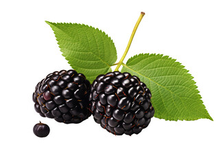 a close up of a blackberries