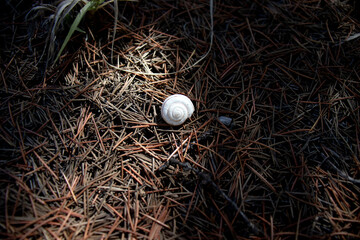 a shelled snail standing on the ground in the forest.