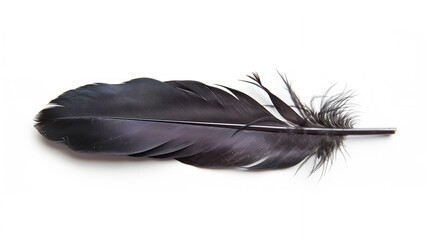 Black feather of a raven on a white background, isola